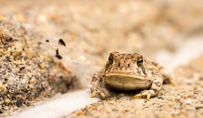 Toad