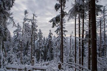 Wald im Winter