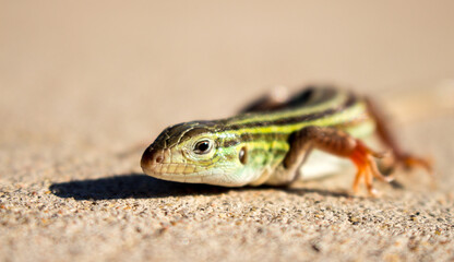 Lizard