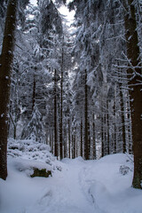 Winterlicher Wanderweg im Wald