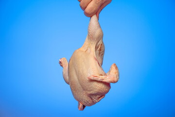 Whole uncooked raw chicken held in hand by Caucasian male hand isolated on blue background