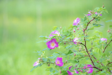 pink flowers in the grass