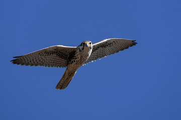 Prairie Falcon Flight