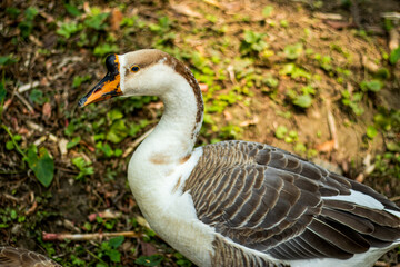 Ducks, Geese, and swans of the world and Anserini is a tribe of ducks