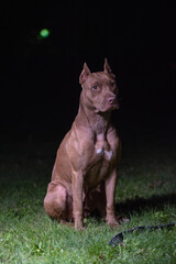 Portrait of a good young American Pit Bull Terrier at night.