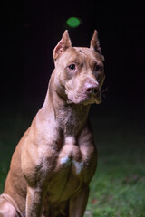 Portrait of a good young American Pit Bull Terrier at night.