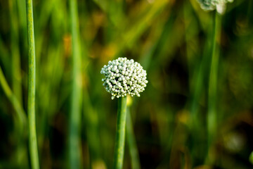 Small dewdrops on the onion flower buds, Onion plants produce flowers