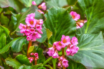 Pink flowers in the garden, summertime outdoor background
