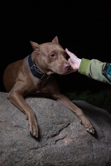 Portrait of a good young American Pit Bull Terrier at night.