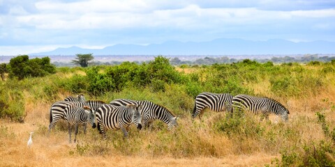 Fototapeta na wymiar flock of zebras in amboseli national park