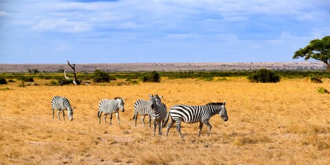 flock of zebras in amboseli national park