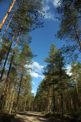 Fototapeta na wymiar Pine forest road with tall trees and blue sky above
