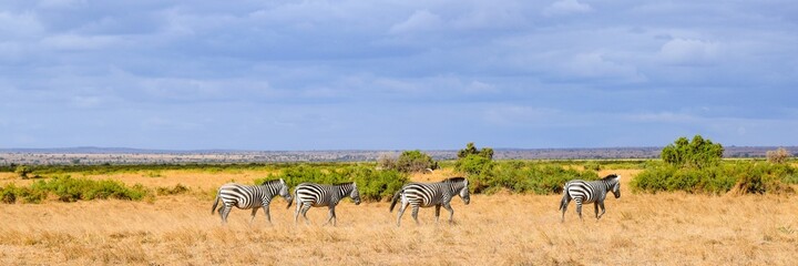 Fototapeta na wymiar flock of zebras in amboseli national park