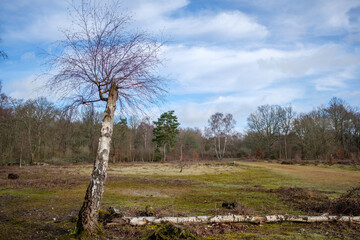 Febuary 2021 Whitley Common