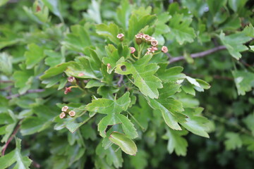 Bäume/Sträucher