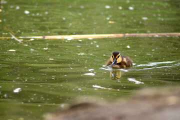 Flauschiges Entenküken