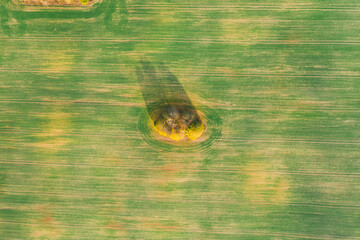 Wonderful view from above on lonely tree in a green field, perfect afternoon light, shadows and colors. Autumn landscape.