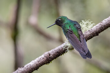 Hummingbird staring down from a tree branch