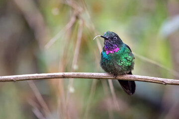 Naklejka premium Hummingbird perched calmly on a branch while sticking out its tongue