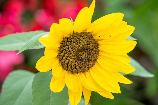 A closeup image of a sunflower blossom