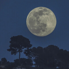 Fototapeta na wymiar Pleine lune se levant au dessus de pins parasols - Full moon rising over umbrella pines