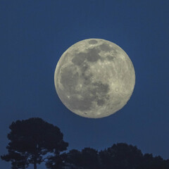 Fototapeta na wymiar Pleine lune se levant au dessus de pins parasols - Full moon rising over umbrella pines
