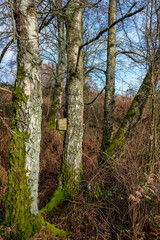 Febuary 2021 Whitley Common