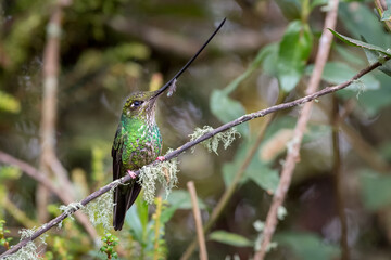 Hummingbird with very long bill perched on a moss-filled branch