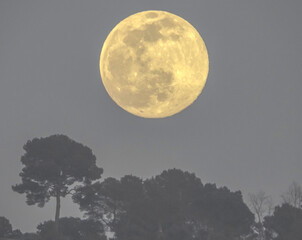 Pleine lune se levant au dessus de pins parasols - Full moon rising over umbrella pines