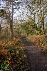 Febuary 2021 Whitley Common
