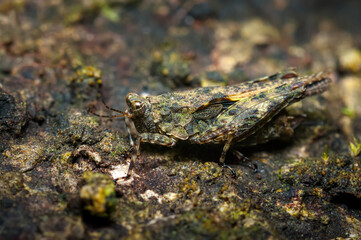 Grasshopper perfectly camouflaged on a decaying log of wood