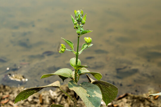Clerodendrum Prospero, Wallich's glorybower flower, on water