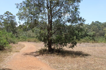 Karura Forest, Nairobi (Kenya)