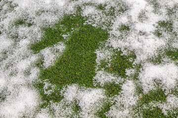 Artificial grass under melting snow as a background.