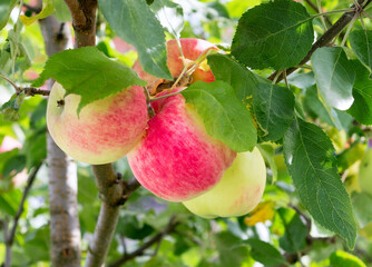 Apples on apple tree branch. Apple fruit.