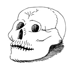 hand drawn skull vintage engraving. black ink