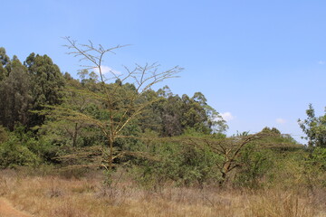 Karura Forest, Nairobi (Kenya)