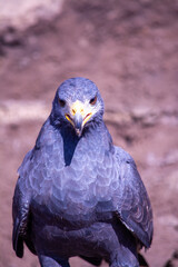 red tailed hawk
