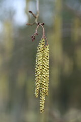 Haselnuss Strauch im sch&ouml;nen Fr&uuml;hling