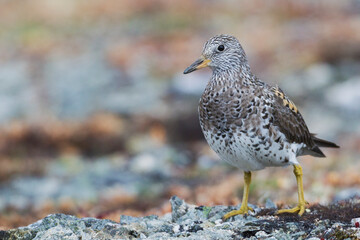 Surfbird, arctic tundra