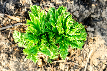 Leaves of the plant borschevik Sosnovsky close-up in summer. Young sprouts and leaves without flowers of a dangerous poisonous plant