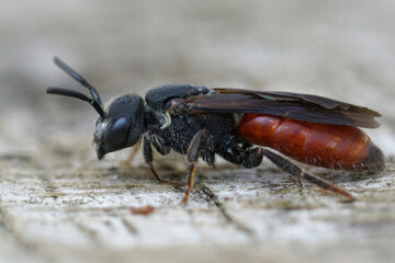 Closeup of nice red colored cleptoparasite bloodbee , Sphecodes