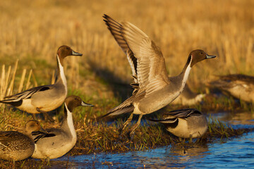 Northern pintail ducks