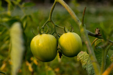 A gorgeous green when ripe color and best tasting green tomato