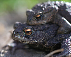 Closeup of a couple of the European common toad , Bufo bufo, in amplexus 