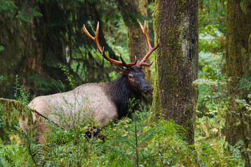 Roosevelt bull elk in rainforest
