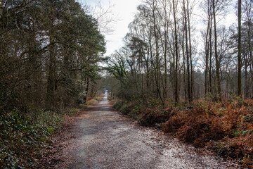 Febuary 2021 Whitley Common,