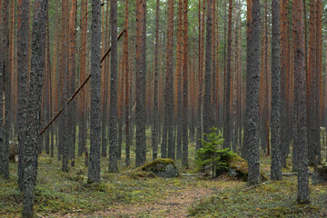 A path leading through a pine forest with straight trunks