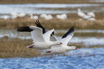 Fototapeta na wymiar Ross geese pair