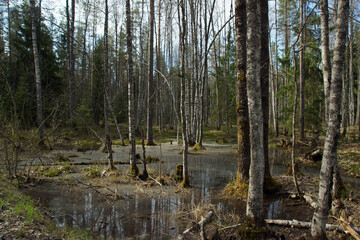 A picturesque swamp in the forest at the edge of the road
